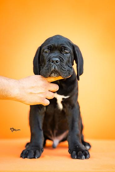 obuca ps: Sa zadovoljstvom predstavljamo novo leglo Cane Corso štenaca iz — 4