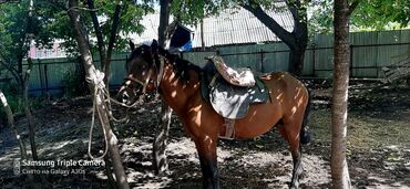 poni atlar v Azərbaycan | Kürklər: Yorga at di 4 yaşi var sakit at di cox yaxşi at di olana Allah xeyier