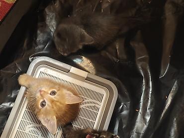 Мышыктар: Котята домашние,им 1.2 месяца, короткошёрстные. На фото — несколько — 7