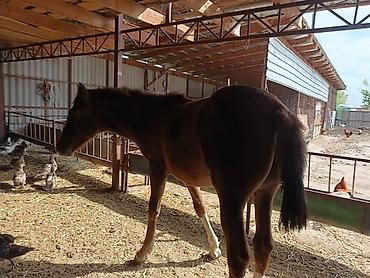 Айыл-чарба жаныбарлары: Сатам | Тай | Жумушка — 3