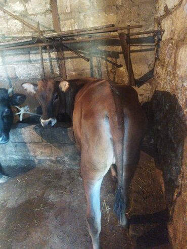 inəyin öd daşı: Saxlamali danadi kəsgiyədə gedir sağlam mallardi