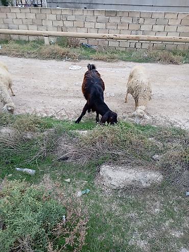 sirin it sekilleri: Məhsul: Yerli keçilər (erkək və dişi) Təsvir: - Şəkillərdə uzun — 3
