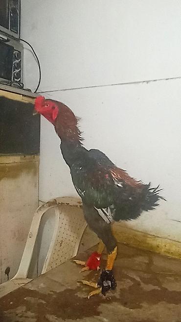 it satisi afcarka: Xoruz, Heyratı, il: 1, Ünvandan götürmə — 6