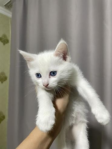 Продажа кошек: Ангорская, 1 месяц, Девочка, Белый, Приучена к лотку — 1