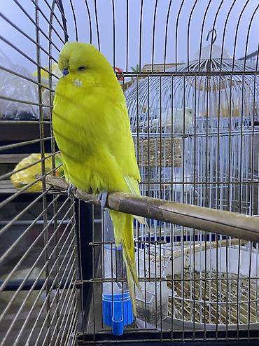 Quşlar: JUMBO TUTUQUŞU QIZĞIN ERKƏK.QUŞUN TƏMİZLİYİNƏ VƏ SAĞLAMLIĞINA — 4