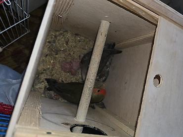 bulbul quşu satışı: Xirdalanda yerlesir. tecili satilir. yari quslarin yumurtalari — 2