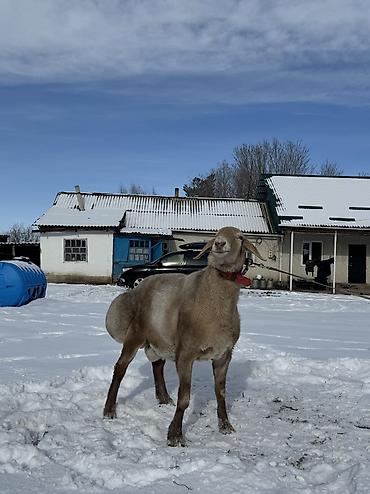 Баран, овца: Продаю | Баран (самец) | Арашан | Для разведения | Осеменитель — 2