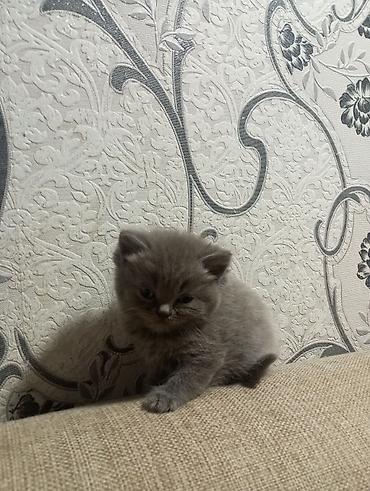 Pişiklər: Şotland yastı qulaq, Erkək, Ünvandan götürmə — 6