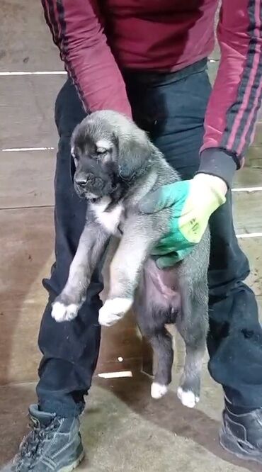 İtlər: Kanqal, 2 ay, Erkek, Peyvəndli, Rayonlara çatdırılma, Ünvandan götürmə, Ödənişli çatdırılma — 6