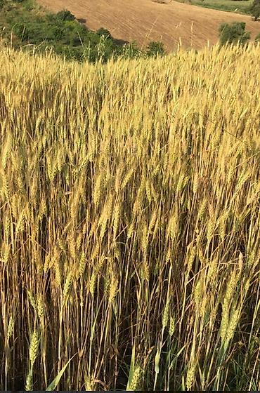 Torpaq: 91 sot, Kənd təsərrüfatı, Mülkiyyətçi, Bələdiyyə — 3