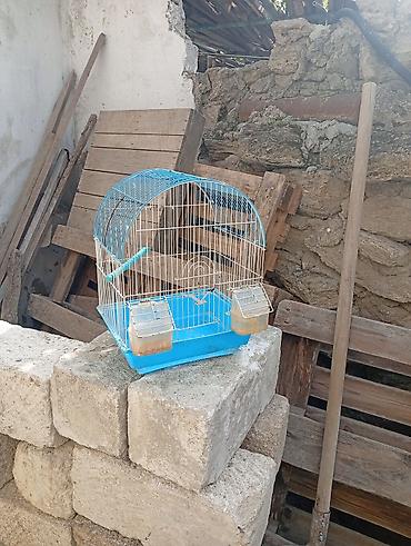 bulbul qəfəsi: Quş qəfəsi satılır. Metal telli konstruksiyaya malik, üst hissəsi tağ — 1
