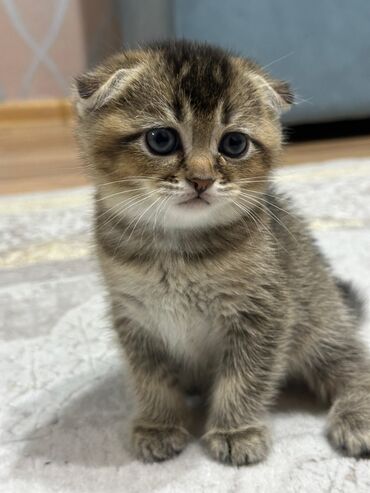 Pişiklər: Şotland yastı qulaq, Erkək, Dişi, Yaxşı əllərə, Ünvandan götürmə, Pulsuz çatdırılma, Ödənişli çatdırılma — 248