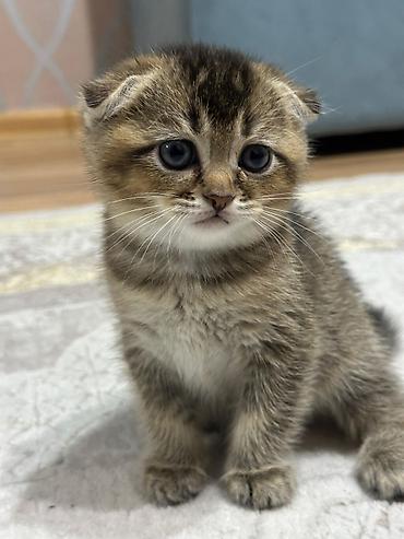 Pişiklər: Şotland yastı qulaq — 27