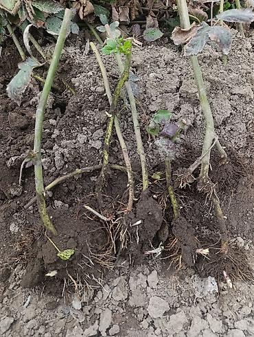 Ежевика: Саженцы ежевики (бесшипные сорта). Сорт Лох Нес Количево 1000 — 2