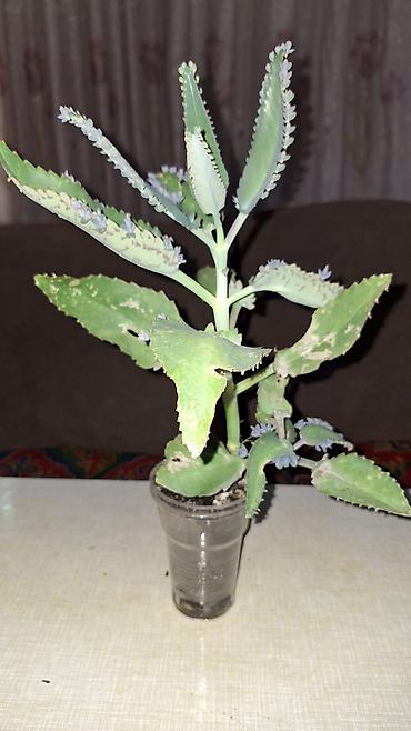 каланхоэ: Продаю лечебный каланхоэ Дегремона (Bryophyllum daigremontianum) 1 — 1
