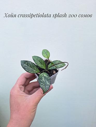 Хойялар: 🌿 Хойи разных сортов в продаже. Названия сортов и цены указаны на — 4