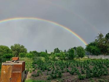 Малина: Малина — 5