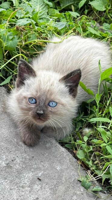 кота: Кошка даром: Сиамская, 2 месяца, Девочка