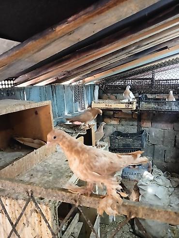 Птицы: Продаю молодых голубей 1 шт стоит пятьсот сом окончательно родители — 3