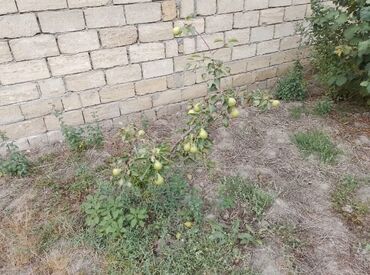 Həyət evləri və villaların satışı: 3 otaqlı, 700 kv. m, Orta təmir — 14