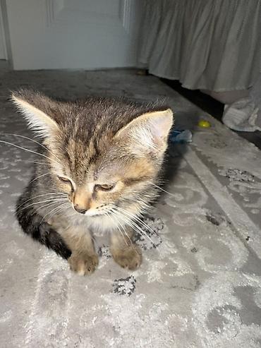 Отдам даром кошку: 2 месяца, Девочка, Метис — 4