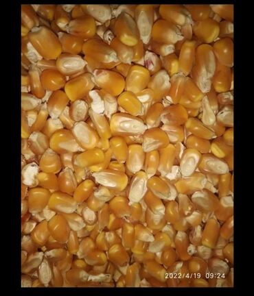 Корма для с/х животных: Алам Куплю кукурузу 13.50 сом сухую рушенную в любом от 10