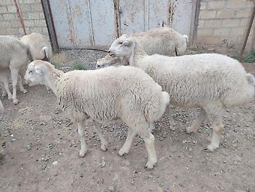 ordək balası və cucə: Salam Tatal sortudu Erkək 6 aylıq dı ünvan Samux Alıuşağıdı — 3
