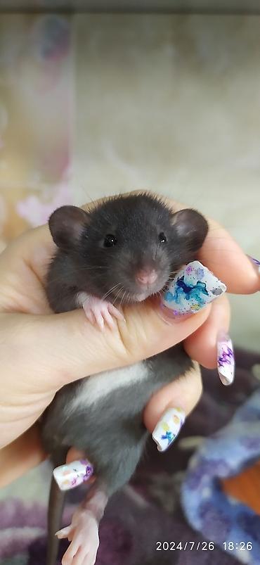 Крысы: Привет друзья !! У нас родились красивые крысята.Друзья в питомнике - — 6