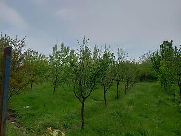 şəmkir torpaq satılır: 40 sot, Tikinti, Mülkiyyətçi, Bələdiyyə, Kupça (Çıxarış) — 2
