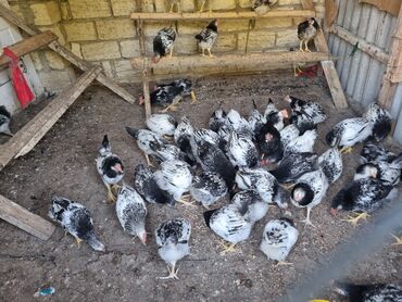 uşaq üçün pişik kostyumu: Heyet çolpaları satilir 3 ayliq kəsilmeli çolpalardi tam sağlam