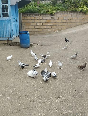 göyərçin satılır: Salamaleykum Allah hamının malına bərəkət versin gördüyünüz — 1