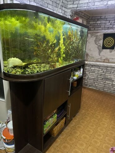 отдам даром аквариум: Большой комплект для аквариумистики: панорамный аквариум с тумбой и