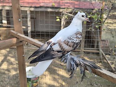 eşi 1 aydir axtaririam cixmir tgda: Erkek mayadi — 1