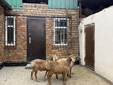 Продаю | Ягненок | Для разведения at lalafo.kg Продаю | Ягненок | Для разведения