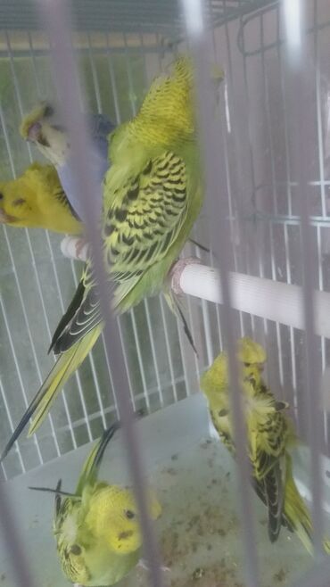 Tutuquşları: Tutuquşları — 6