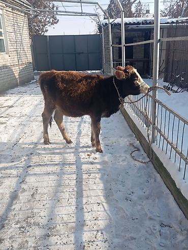 Коровы, быки: Продаю | Тёлка | Полукровка | На откорм | Привязанные — 10