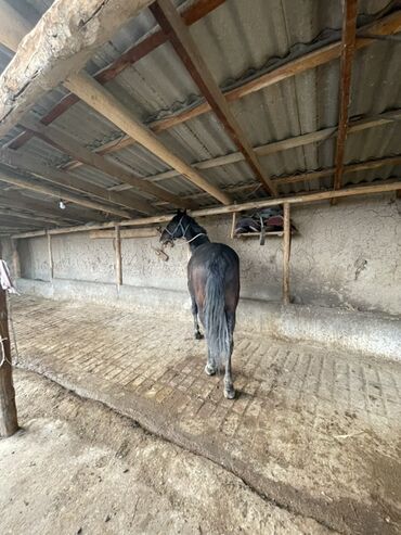 Лошади, кони: Продаю | Конь (самец) | Рабочий — 5