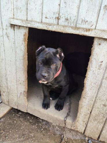 İtlər: Kane-Korso, 3 ay, Sənədli, Ödənişli çatdırılma, Ünvandan götürmə, Rayonlara çatdırılma — 8