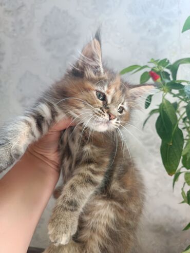 сиамские коты: Мейин Кун девочка очень крупная игривоя девочка ждёт своих мам и пап