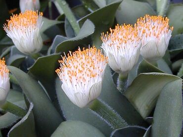 Другие комнатные растения: Продаю Гемантус белоцветный. Гемантус очищает воздух, насыщая его