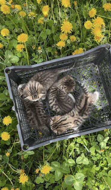 контейнер для животных: Котята все девочки, почти месяц, мама скоттиш-страйт, папа соседский