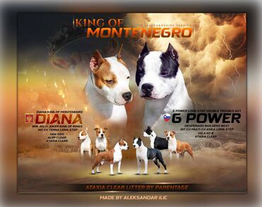kreveti za pse novi sad: Odgajivacnica King of Montenegro predstavlja novo leglo i jedinstvenu