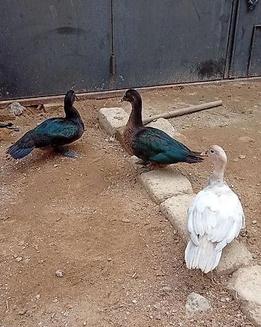 Digər quşlar: Orginal Alman Sortu. Lal Ordek. Zümrüd. Macar. lavanda. Şəkilləri — 1