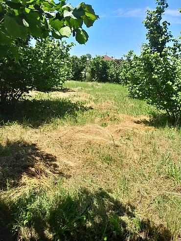 çeşqa satışı: 5 otaqlı, 8 kv. m, Kredit yoxdur, Təmirsiz — 7