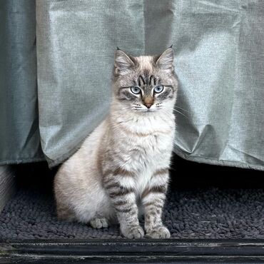 сколько стоит порода собаки доберман: Эркек
