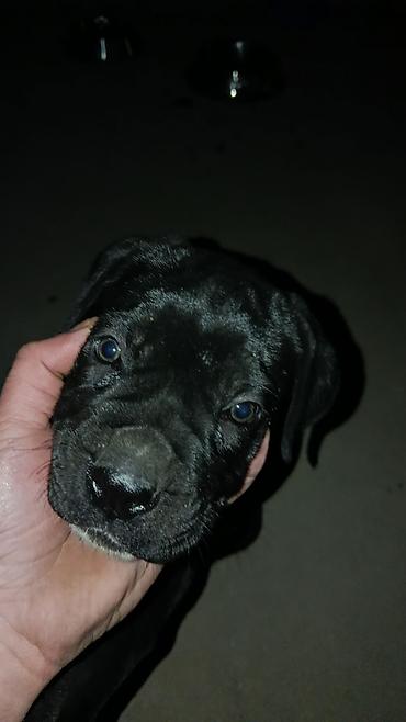 cane corso yavru: Kane-Korso, 2 ay, Erkək, Peyvəndli — 7