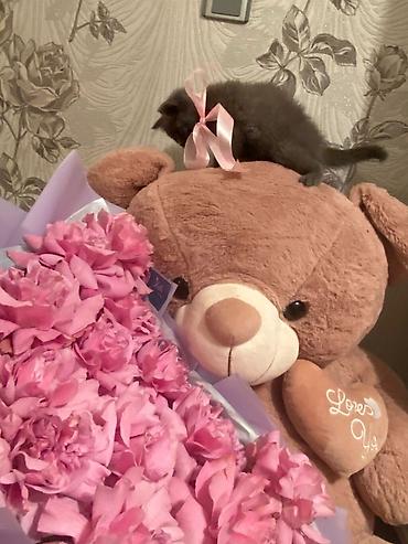 Pişiklər: Britan, Erkək, Dişi, Yaxşı əllərə, Ödənişli çatdırılma, Ünvandan götürmə, Rayonlara çatdırılma — 3