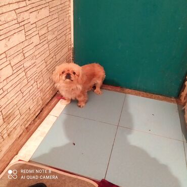 İtlər: 11 ay, Erkek, Ödənişli çatdırılma — 4