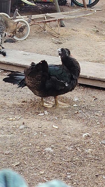hind ordəyi: Muscovy ördəkləri (indi-yelək) satılır - Cins: Muscovy (hind ördəyi) — 2