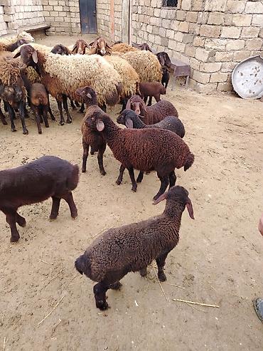 Qoyunlar, qoçlar: Satılır: Qoyun sürüsü - Növ: yerli xalı/xar (uzunquyruq, yağlı — 12